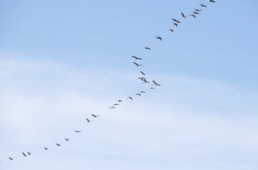Migratory birds fly high in the blue sky.