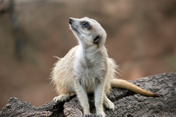 Fototapeta premium the meerkat is resting on a log looking out for danger
