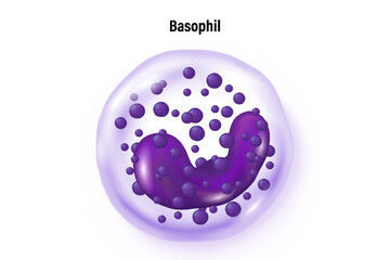 Basophil vector. Type of white blood cell. Blood cell types. Leukocyte. Medical education. 