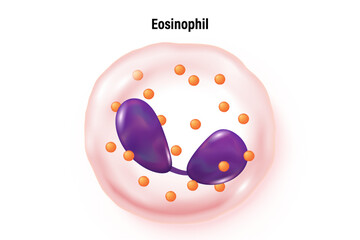 Eosinophil vector. Type of white blood cell. Blood cell types. Leukocyte. Medical education.