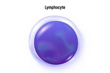 Lymphocyte vector. Type of white blood cell. Blood cell types. Leukocyte. Medical education.