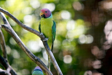 this is a male plum headed parakeet resting on a tree branch