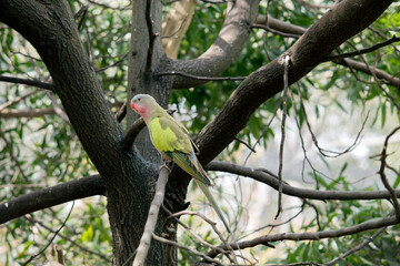 the princess parrot has a light blue head pink cheeks and chin and pink beak a cream belly and green wings