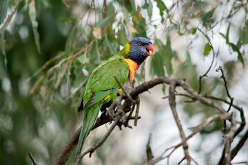 the rainbow lorikeet is perched on a tree branch