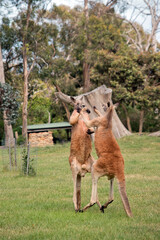 the red kangaroos are using their tail to balance while kicking each other