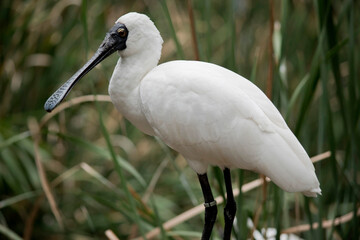 The royal spoonbill is a large white sea bird with a black bill that looks like a spoon. The royal spoonbill has yellow
