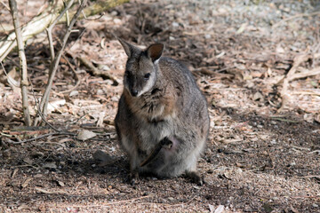 The tammar wallaby has a joey in her pouch with its tail sticking out