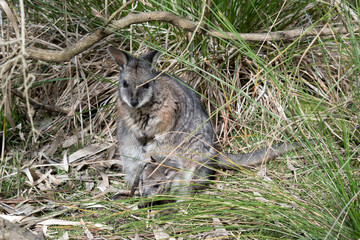 Naklejka na ściany i meble The tammar wallaby has a joey in her pouch with its head sticking out