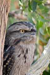 the tawny frogmouth has his eyes wide open alert for danger