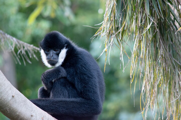 The male white cheeked gibbon is black with a white cheek