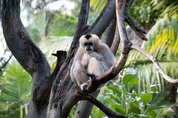 the female white cheeked gibbon is a gold color, with white cheeks and black on its head