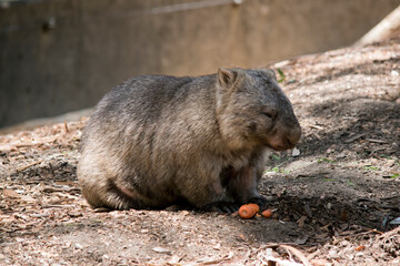 the wombat is having a carrot