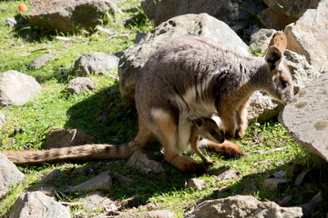 the yellow footed rock wallaby has a joey in her pouch