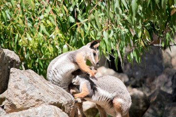 the yellow footed rock wallaby is feeding her joey