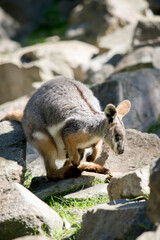 the yellow footed rock wallaby is climbing up the rocky ridge