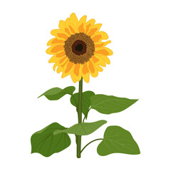 Fototapeta premium Icon yellow flower sunflower on stem and with green leaves isolated on transparent and white background. Close-up element for design decoration with nature. Summer vector illustration.