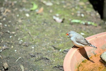 this is a side view of a female zebra finch