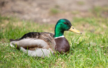 Naklejka na ściany i meble Wild duck swims in the pond, spring nature.