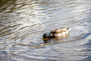 Wild ducks swim in the river, spring nature.