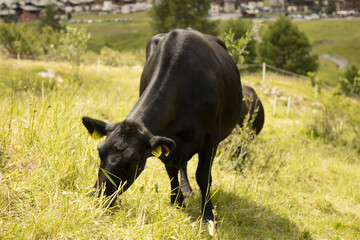 bulls grazing in the mountains