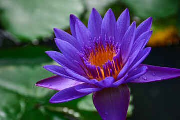 purple lotus flower