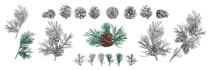 Fototapeta premium Hand drawn collection of various pine branches and cones. Isolated objects on white background. Vector vintage illustration.