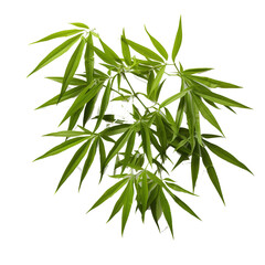 Dark green leaves of bamboo ornamental forest garden plant isolated on white background, clipping...