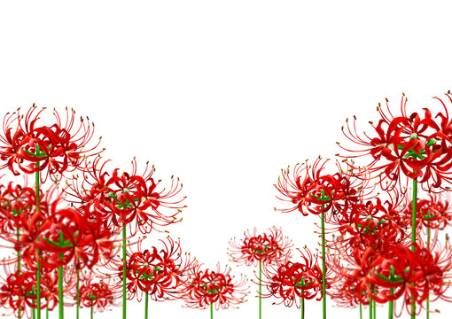 彼岸花 Images – Browse 33,884 Stock Photos, Vectors, and