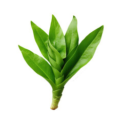 Green leaf of turmeric (Curcuma longa) ginger medicinal herbal plant isolated on white background, clipping path included. - obrazy, fototapety, plakaty