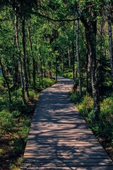 A wooden footpath through the forest at Kladska, Czech republic