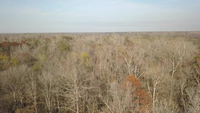 Aerial Overhead of Atchafalaya Basin Forest in Louisiana in Winter Few Leaves