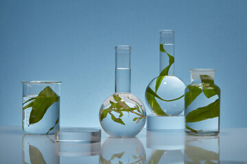 Against a backlit blue background, glass experimental flasks containing fresh seaweed leaves are...