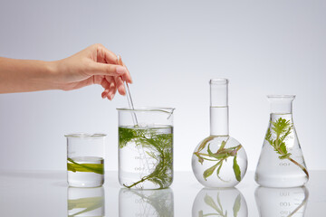 The study of aquatic plants as cosmetics. Natural ingredients rich in vitamins and minerals. Experimental flask containing fresh seaweed on a white background.
