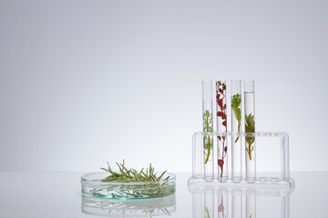 Front view of different types of seaweed on test tube and petri dish displayed on white background. Advertising photo with copy space. Concept for organic cosmetic with natural extract