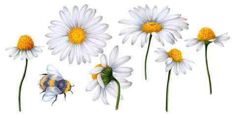 Set of daisy flowers painted in watercolor on a white background with a bumblebee sitting on the flower. Ready object for your banner, poster, infographic, postcard, invitation card.