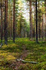 Fototapeta na wymiar Path in natural coniferous forest in evening light in northern Swedish nature reserve Norravasund
