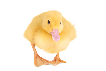 Yellow duckling isolated on transparent background.