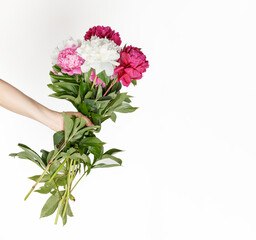 beautiful peonies in the hands of a girl on a white background
