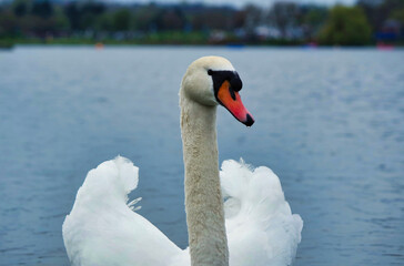 Naklejka na ściany i meble Most Beautiful Image of White British Swan in the Lake of Milton Keynes England UK.