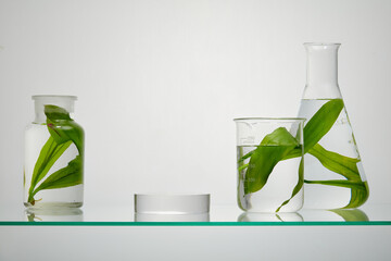 Fresh seaweed leaves are stored in a glass laboratory flask, placed on a glass base on backlit background. Scene for advertising and branding with seaweed extract and blank space for display product