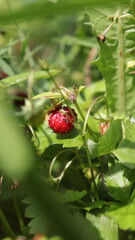 wild strawberry in the Finland nature