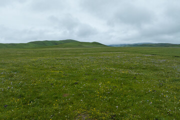 Aerial view of beautiful high altitude grassland and flowers, China