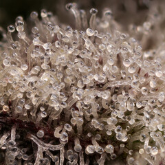 Closeup of Cannabis trichomes