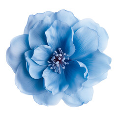 blue flower isolated on white