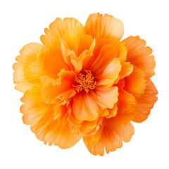 flower isolated on white background