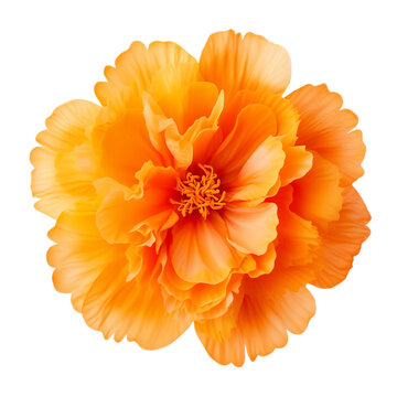Naklejki flower isolated on white background