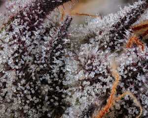 Close up shot of Gelato trichomes