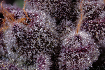 Closeup shot of Purple Kush Trichomes