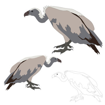 Vector gray mountain vulture, bird of prey on a white background