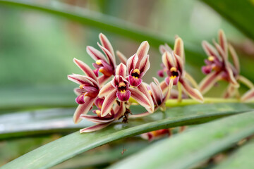 Cymbidium aloifolium Wild Orchid